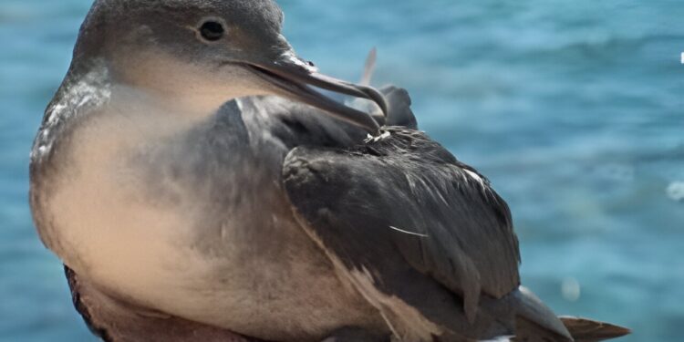 Endangered seabird shows surprising individual flexibility to adapt to climate change