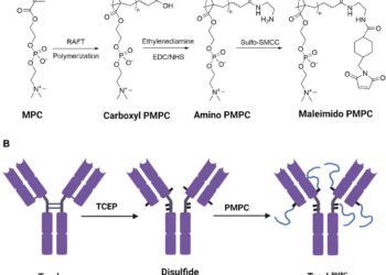 Enhanced brain delivery of antibodies increases potential for treating brain diseases