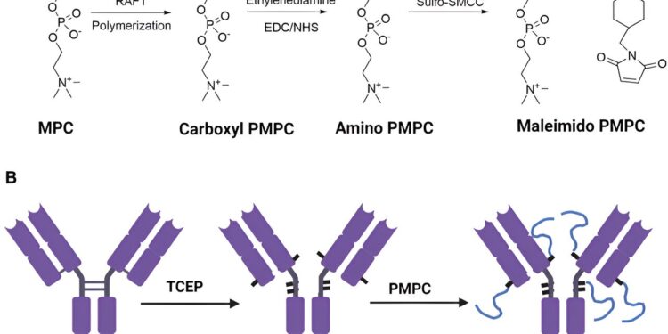Enhanced brain delivery of antibodies increases potential for treating brain diseases