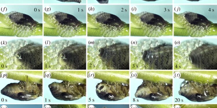 European alder spittlebug nymphs protect themselves with a layer of bubbles