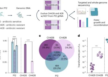 Evolutionary ‘U-Turn’ Could Attenuate Antibiotic Resistance, Study Finds