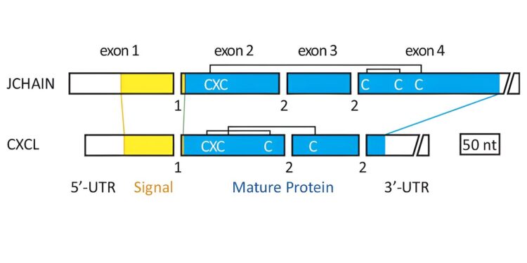 Evolutionary origin of mysterious human immune system molecule revealed