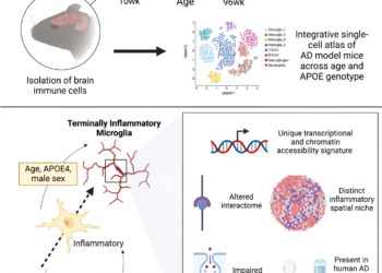 “Exhausted” immune cells could cause Alzheimer’s disease