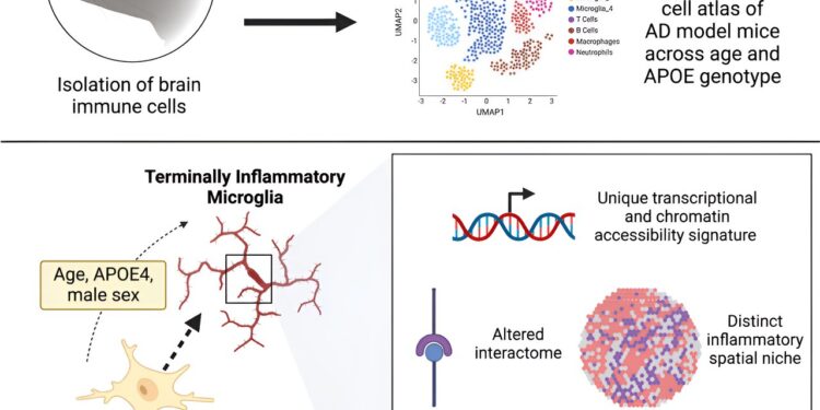 “Exhausted” immune cells could cause Alzheimer’s disease