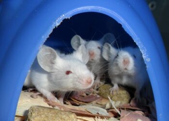 Findings may offer insight into human social disorders
