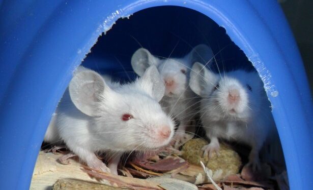 Findings may offer insight into human social disorders