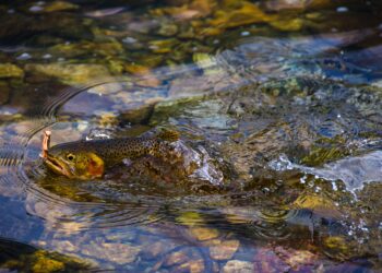 Fish in New York lakes are losing habitat due to two threats associated with climate change, study finds