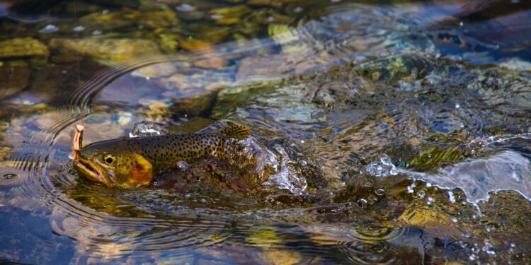 Fish in New York lakes are losing habitat due to two threats associated with climate change, study finds