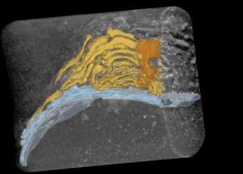 Fossils show that kelp predates the animals we see in kelp forests today