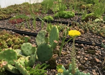 Fungus-rich soil can improve the durability of green roofs