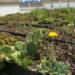 Fungus-rich soil can improve the durability of green roofs