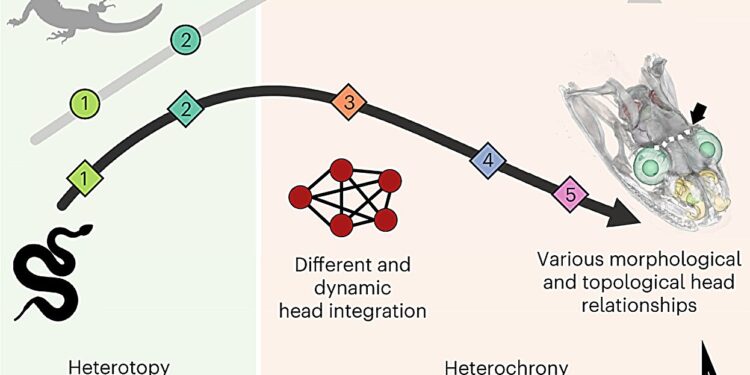 Glimpses of the heads of lizards and snakes