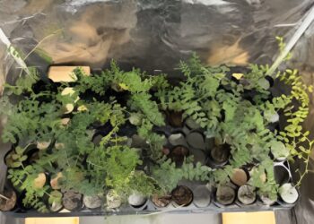 Graduate student grows chickpeas in modified moon dust