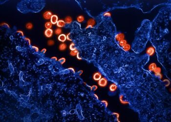 HIV antibodies protect animals in proof-of-concept study