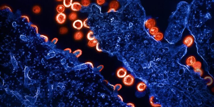 HIV antibodies protect animals in proof-of-concept study