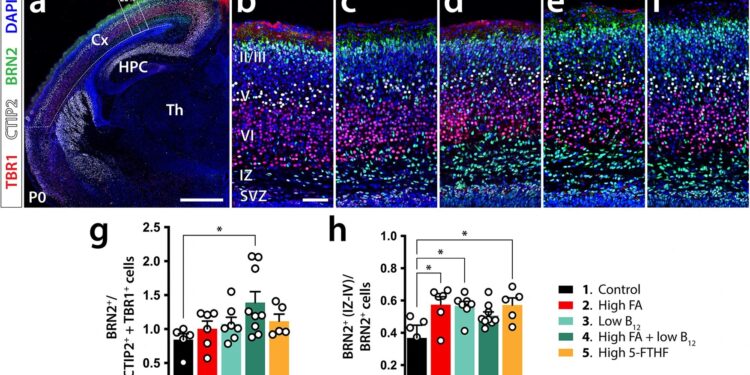 High folic acid and low vitamin B12 may affect fetal brain development in mice