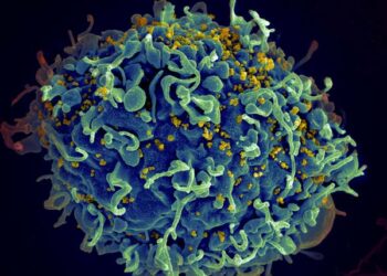 Higher viral load during HIV infection may shape viral evolution