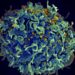Higher viral load during HIV infection may shape viral evolution
