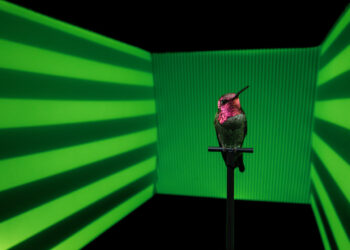 How Hummingbirds Change Mental Gear in Flight