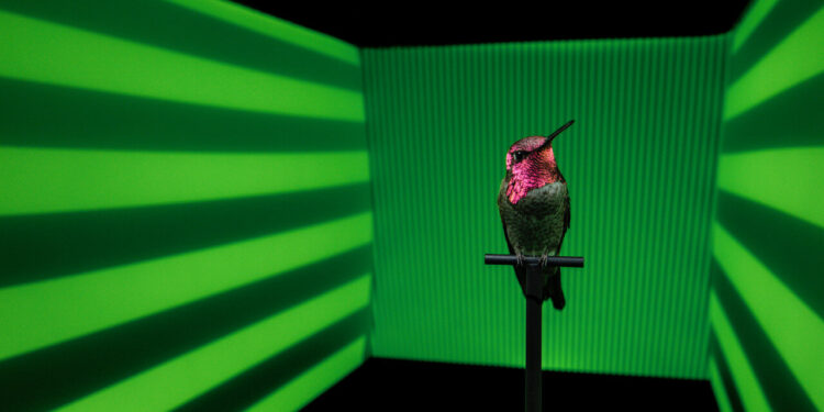 How Hummingbirds Change Mental Gear in Flight