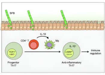 How a healthy microbiome reduces gut inflammation
