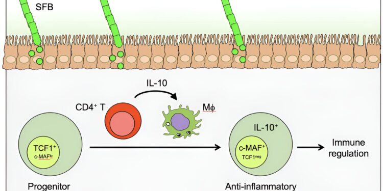 How a healthy microbiome reduces gut inflammation