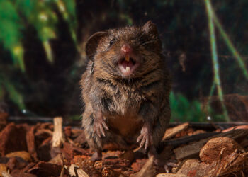 How a mouse’s brain controls time