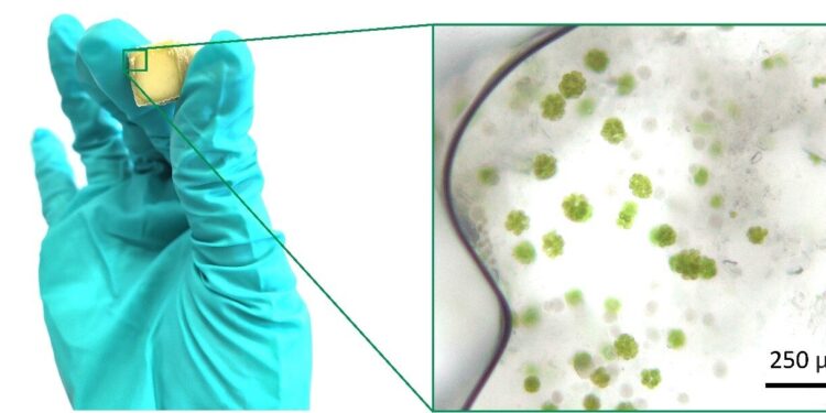 How living materials from algae can better capture carbon