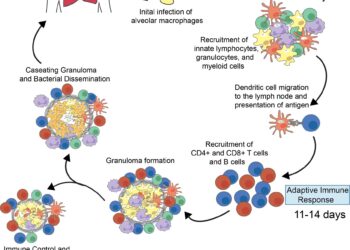 How previous exposure to bacteria changes the lungs’ innate immune response and what this could mean for vaccines