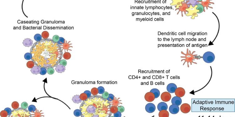 How previous exposure to bacteria changes the lungs’ innate immune response and what this could mean for vaccines