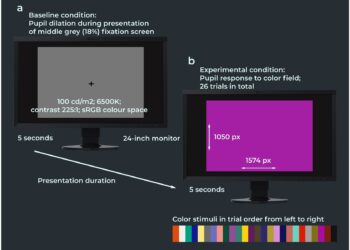 How the brains of healthy older people perceive color