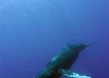 Humpback whales move during the day singing offshore, research reveals