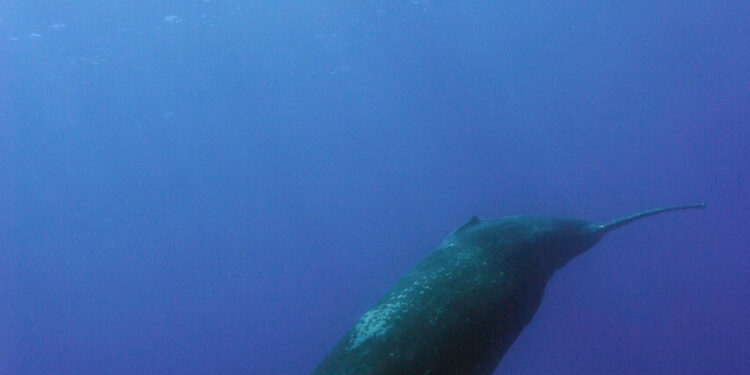 Humpback whales move during the day singing offshore, research reveals