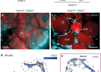Immune cells cause sex reversal in zebrafish, a discovery that could improve treatments for female infertility