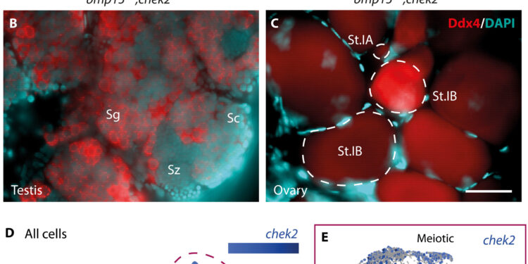 Immune cells cause sex reversal in zebrafish, a discovery that could improve treatments for female infertility