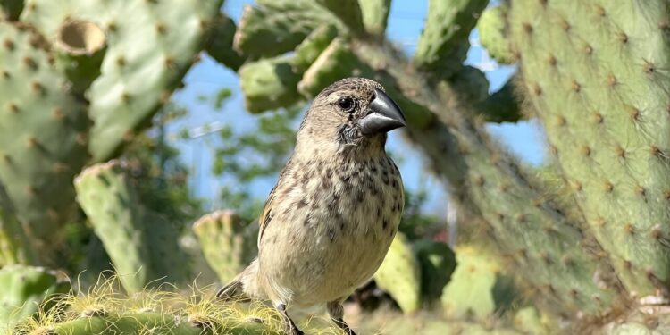 In the Galapagos, urban finches fare better against the vampire fly