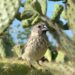 In the Galapagos, urban finches fare better against the vampire fly