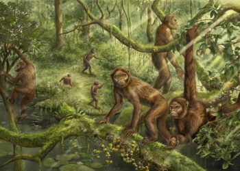 Inner ear of 6-million-year-old ape fossil reveals clues to the evolution of human movement