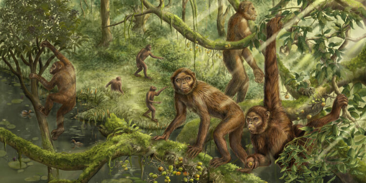 Inner ear of 6-million-year-old ape fossil reveals clues to the evolution of human movement