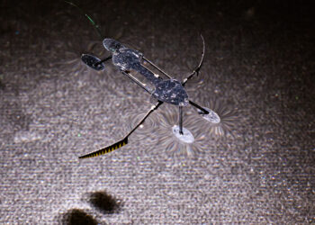 Insect-inspired mini-robots could be the smallest, lightest and fastest ever developed