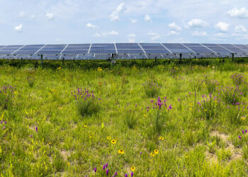 Insect populations thrive in restored habitats of solar energy installations