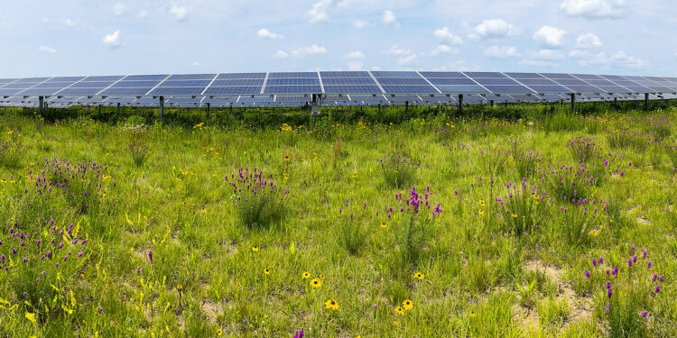 Insect populations thrive in restored habitats of solar energy installations