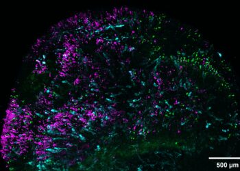 Lab-grown retinas explain why people see colors dogs can’t see