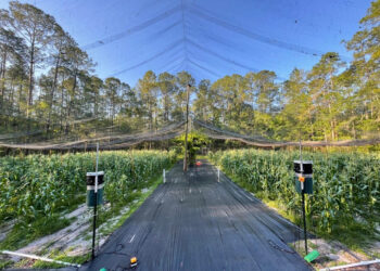 Laser scarecrows could offer a sustainable solution to protect crops from birds