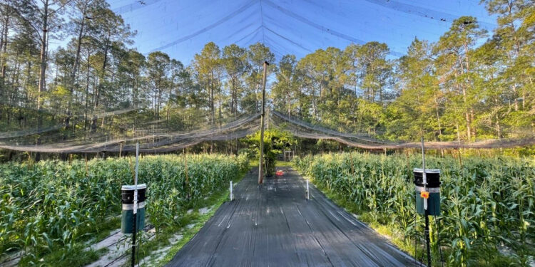 Laser scarecrows could offer a sustainable solution to protect crops from birds