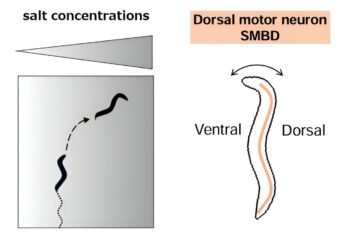 Linking salt concentrations and movement in roundworms