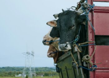 Live animal transport regulations not ‘fit for purpose’, large international study finds
