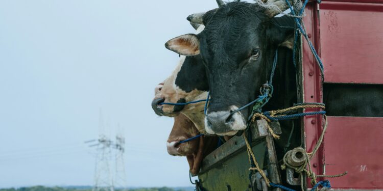 Live animal transport regulations not ‘fit for purpose’, large international study finds