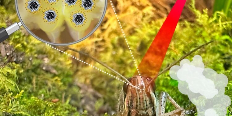 Locusts’ sense of smell enhanced with custom-made nanoparticles
