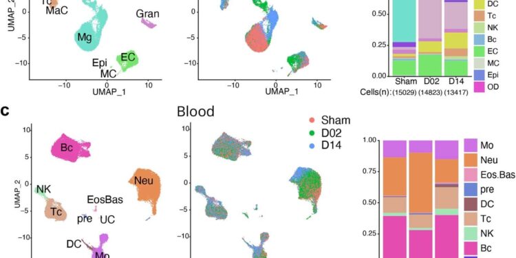 Mapping brain repair and remodeling after stroke